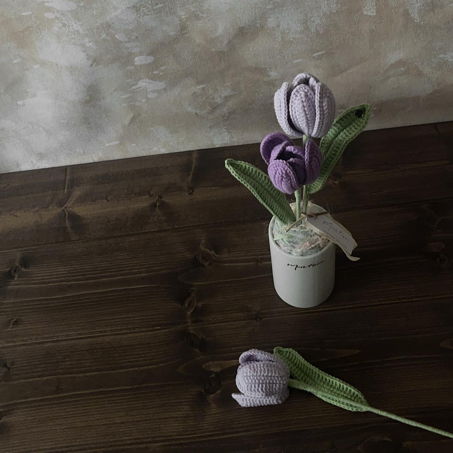 雙色鬱金香盆花 - 仙紫 Tulips - Purple