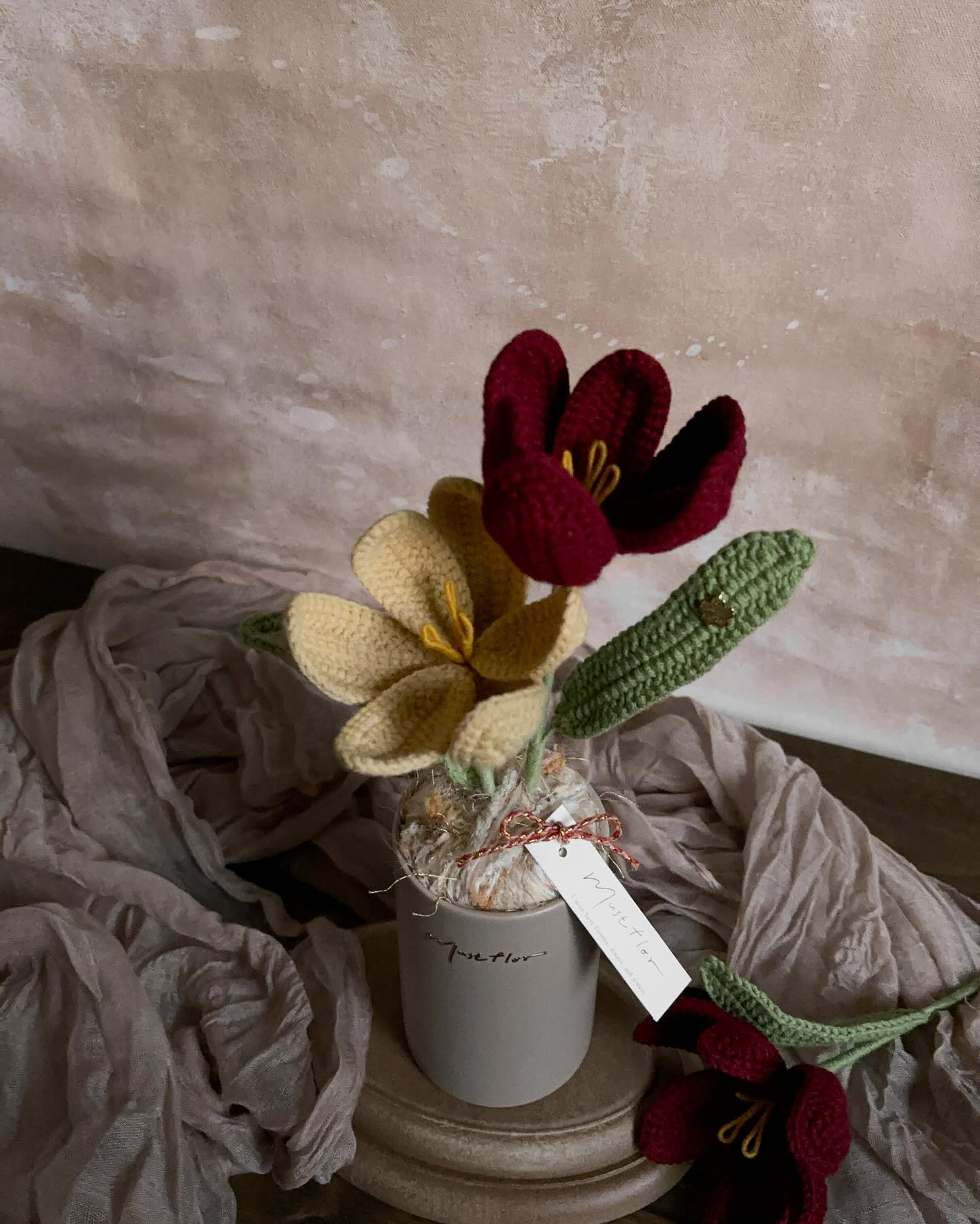 雙色鬱金香盆花 - 酒紅與麥芽 Tulips -Burgundy and malt