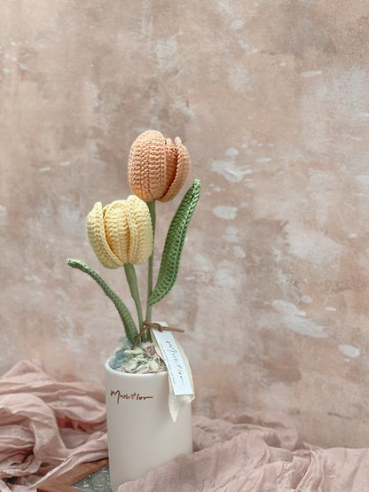 雙色鬱金香盆花 - 暖陽 Tulips - Sunlight