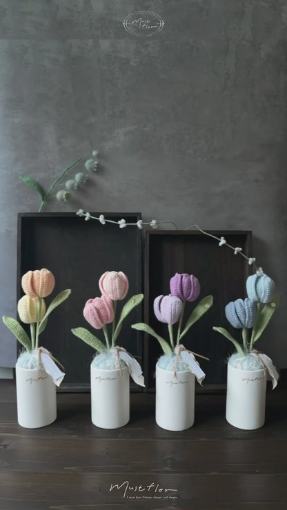 雙色鬱金香盆花 - 暖陽 Tulips - Sunlight